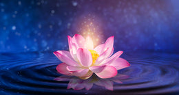 Floating Pink Lotus Aesthetic Zen Removable Wallpaper image 5