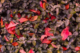 Floral Bloom Garden Nursery Wallpaper image 5