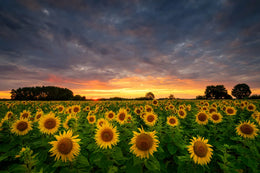 Golden Sunflower Bloom Peel and Stick Wallpaper image 5