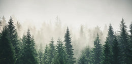 Lush Green Foggy Forest Wallpaper Mural image 4