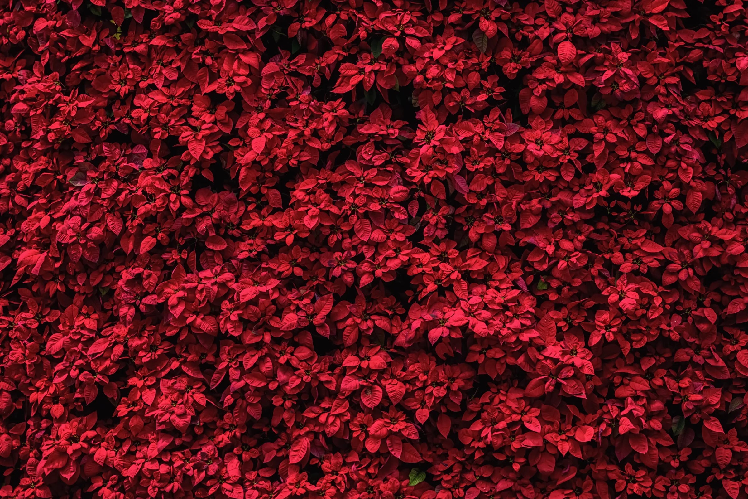 Elegant Red Poinsettia | Floral Botanical Peel and Stick Wallpaper image 5