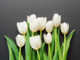 Tulip Beauty Of Floral Wallpaper image 5