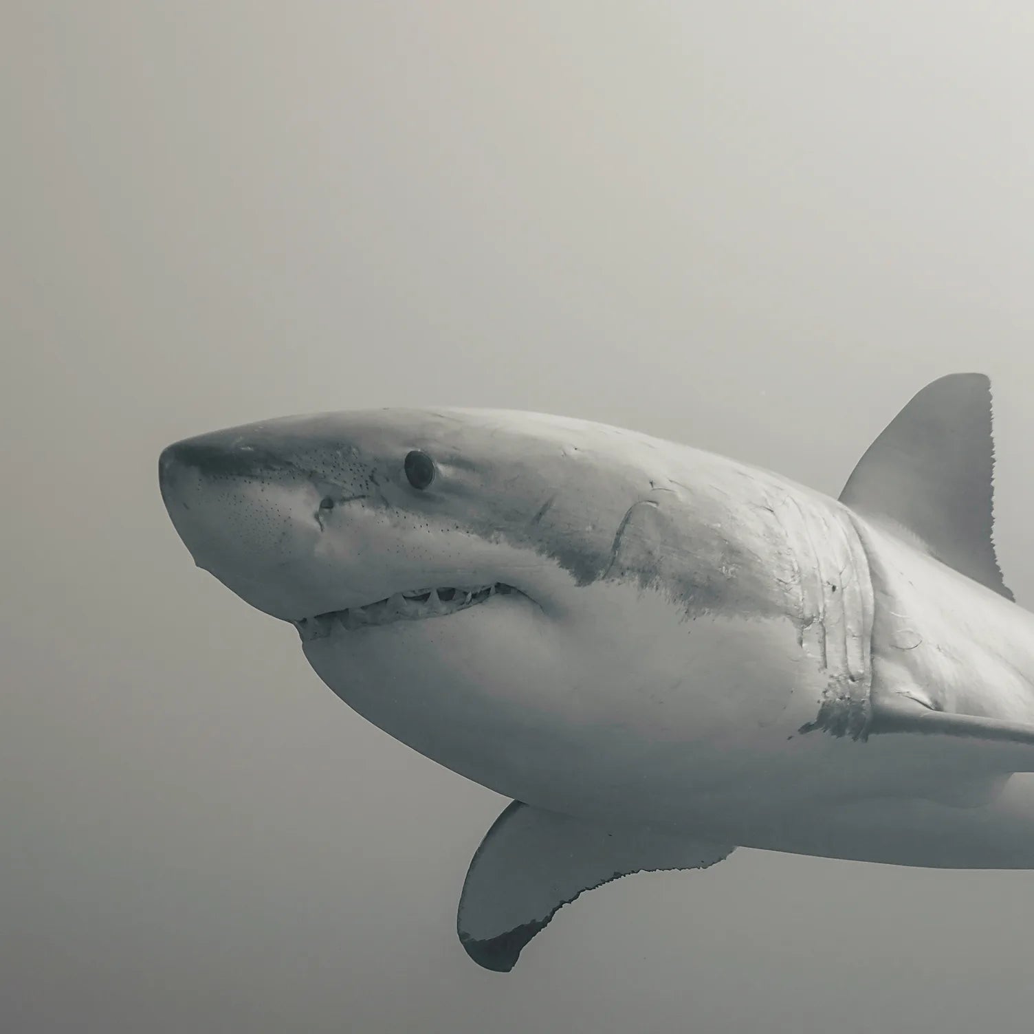 Black And White Shark Wallpaper | Ocean Removable Wall Decor image 5