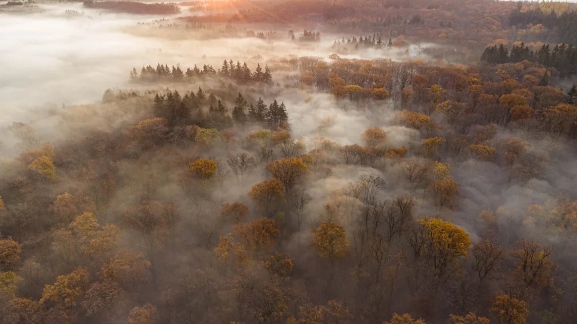 Cloudy Magical Forest Wallpaper image 5