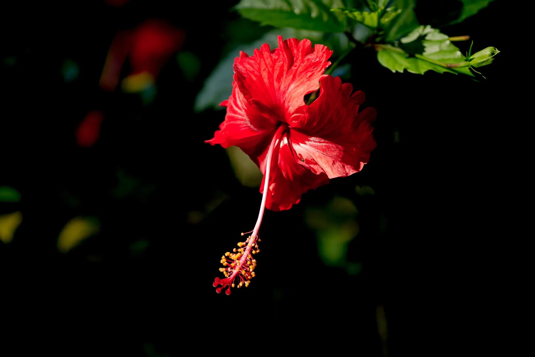 Sunlit Meadow Floral Wallpaper image 5