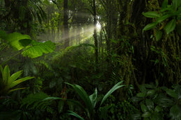 Into the Wild Jungle Wallpaper image 5