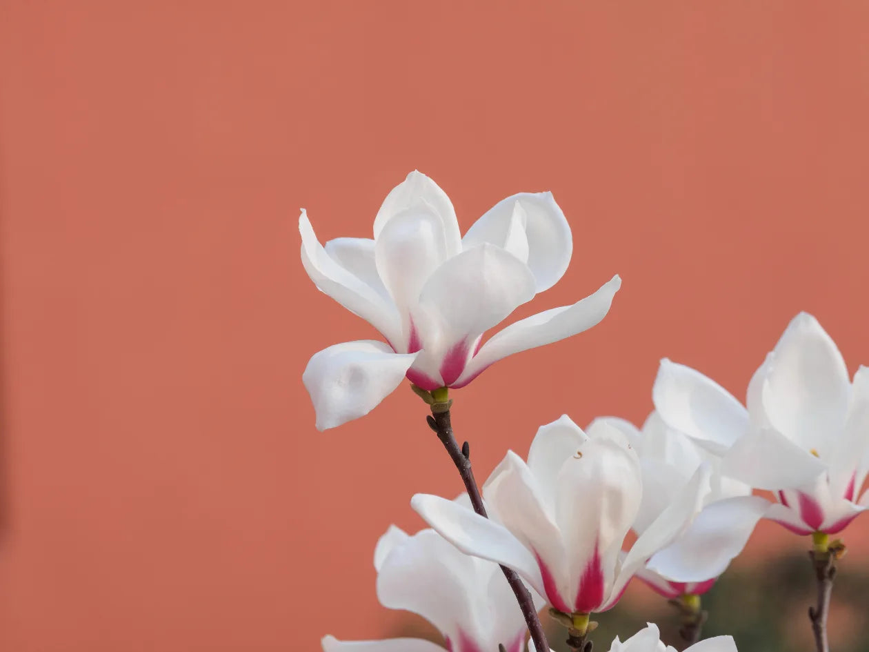Morning Glory White Flowers Floral Wallpaper image 5
