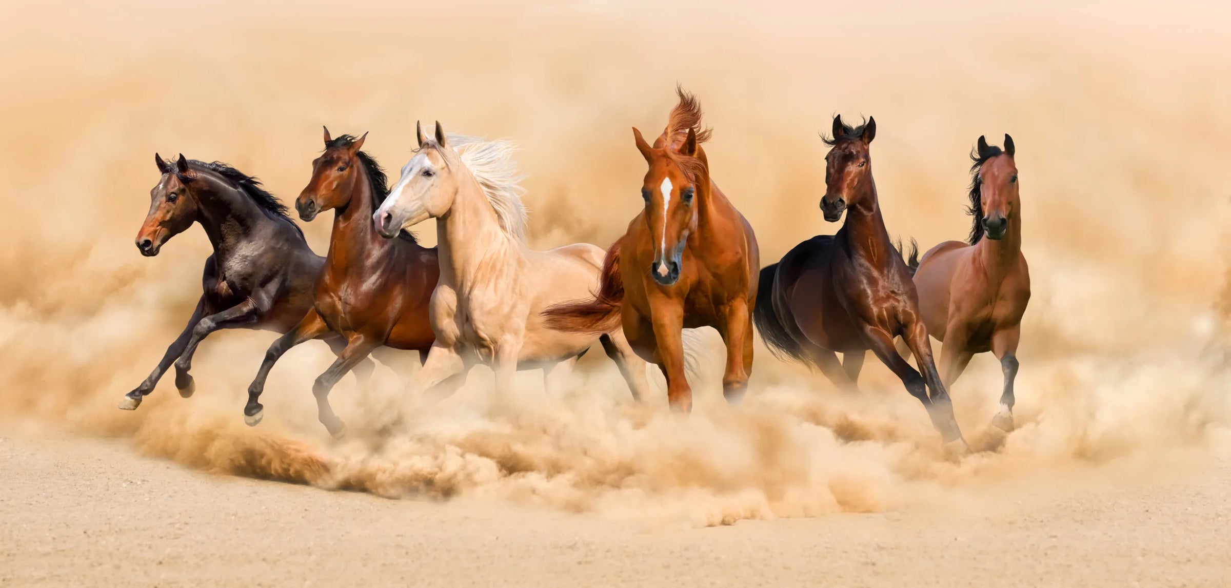 Running Horses Wallpaper | Wild Desert Horse Peel & Stick Wall Mural image 5