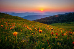 Golden Hour Meadow Nature Peel and Stick Wallpaper image 6