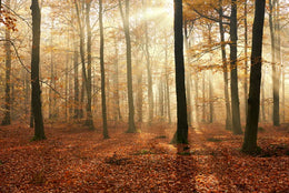 Nature’s Canvas Jungle Stick-on Wallpaper Mural image 5