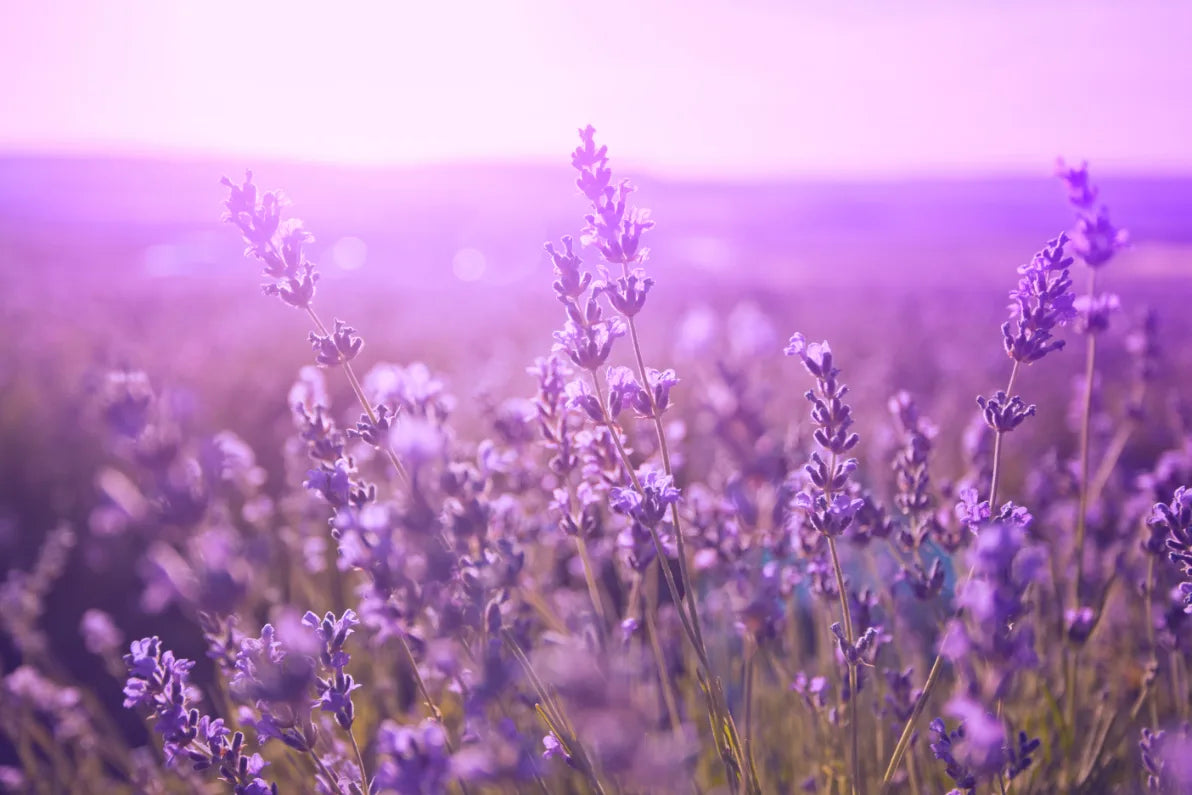 Purple Beauty of Lavender Floral Wallpaper image 5