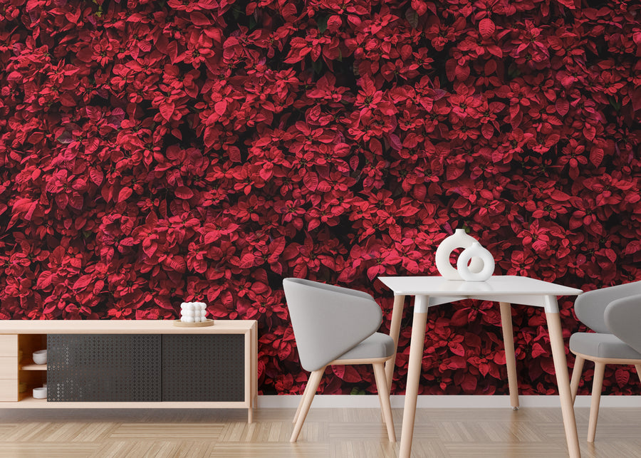 Elegant Red Poinsettia | Floral Botanical Peel and Stick Wallpaper