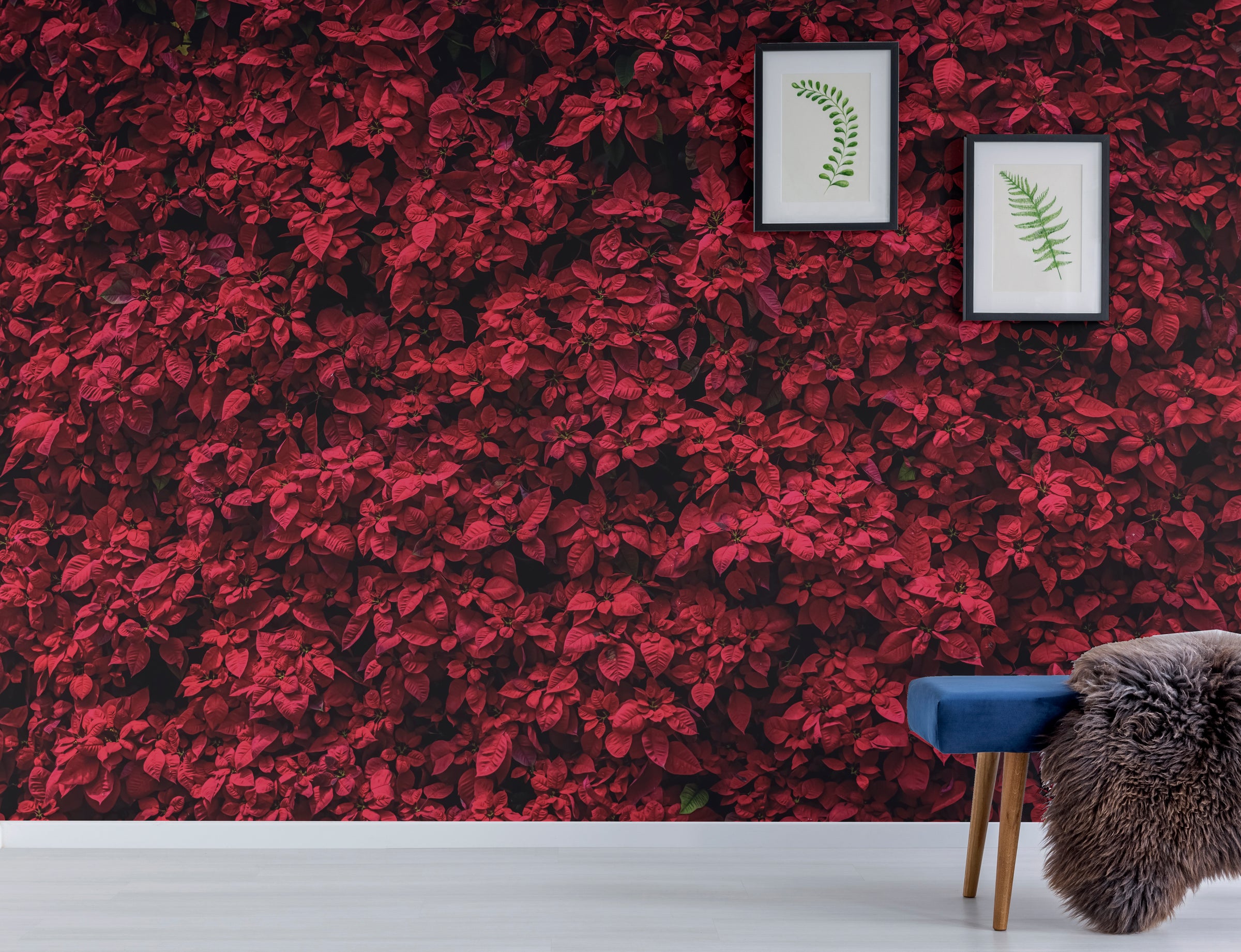 Elegant Red Poinsettia | Floral Botanical Peel and Stick Wallpaper