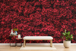 Elegant Red Poinsettia | Floral Botanical Peel and Stick Wallpaper