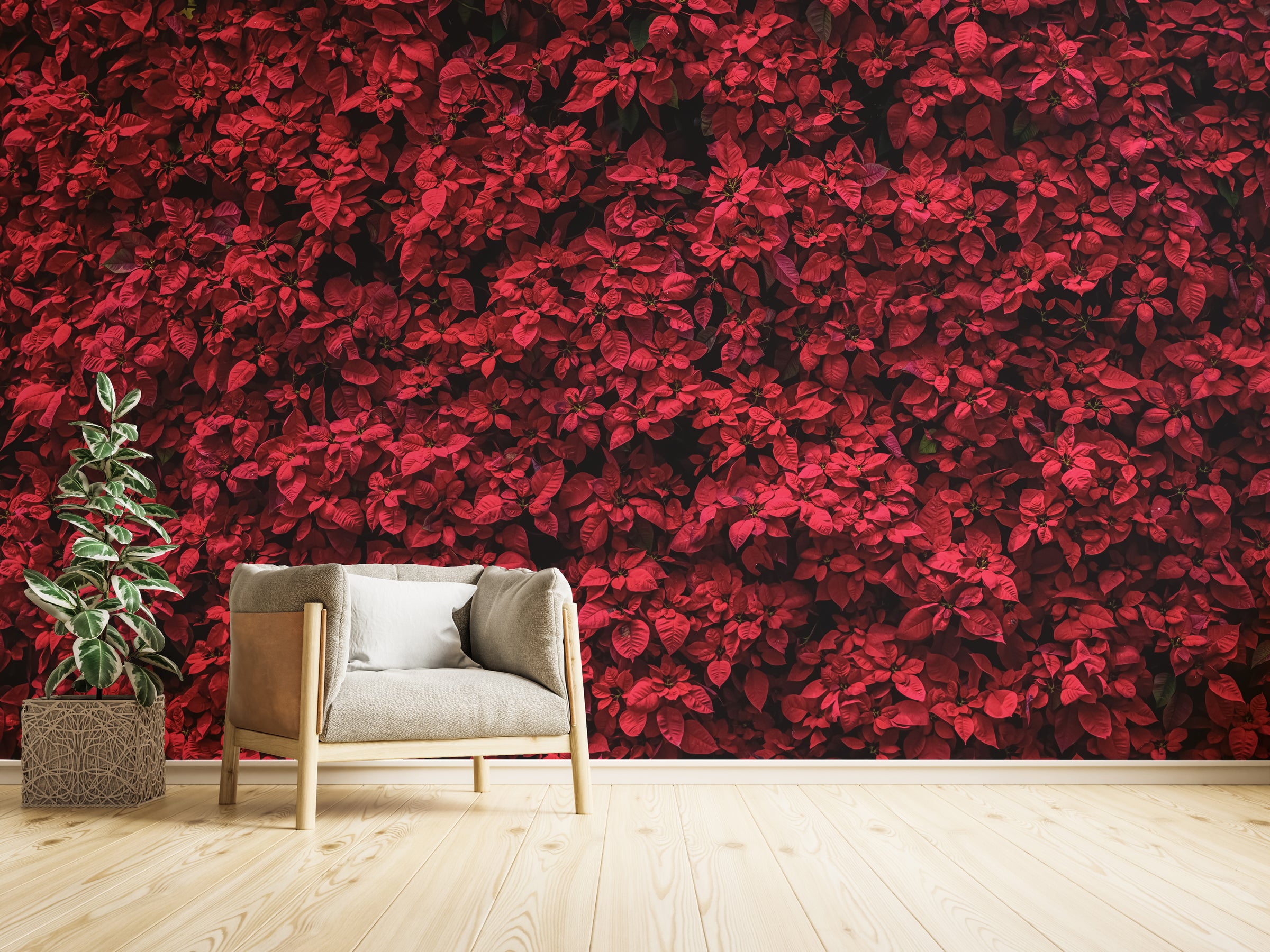 Elegant Red Poinsettia | Floral Botanical Peel and Stick Wallpaper