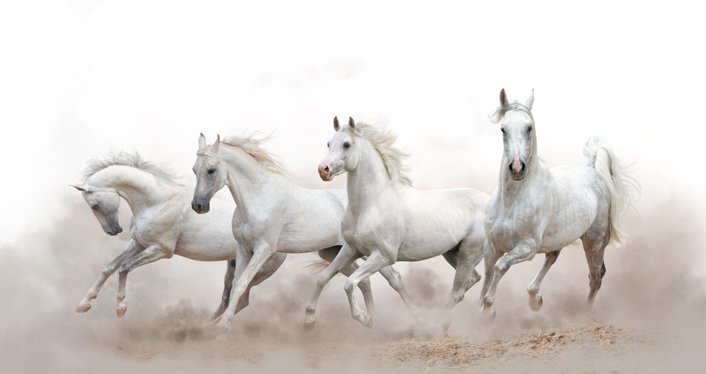 White Horse Running Wallpaper| Luxurious Western Ranch Peel and Stick Decor